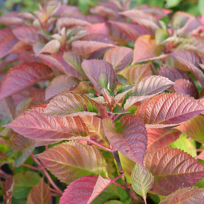 Let's Dance Lovable Bigleaf Hydrangea up close.