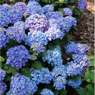 Let's Dance Lovable Let's Dance Lovable Bigleaf Hydrangea up close.