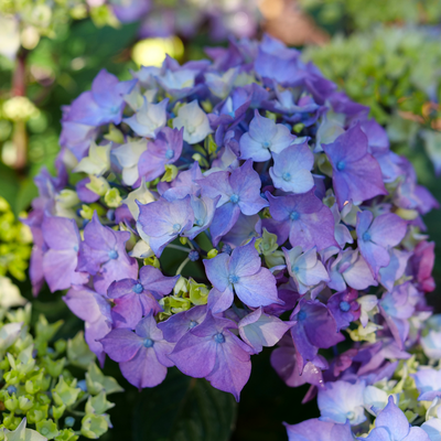 Let's Dance Lovable Let's Dance Lovable Bigleaf Hydrangea up close.