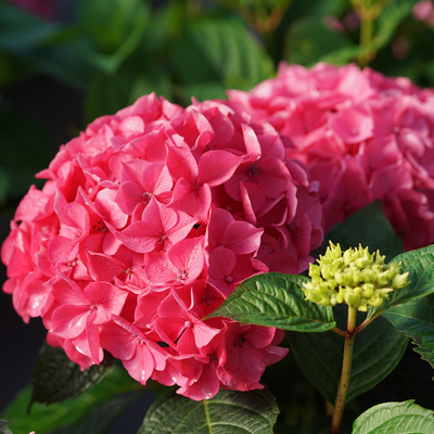 Let's Dance Lovable Let's Dance Lovable Bigleaf Hydrangea up close.