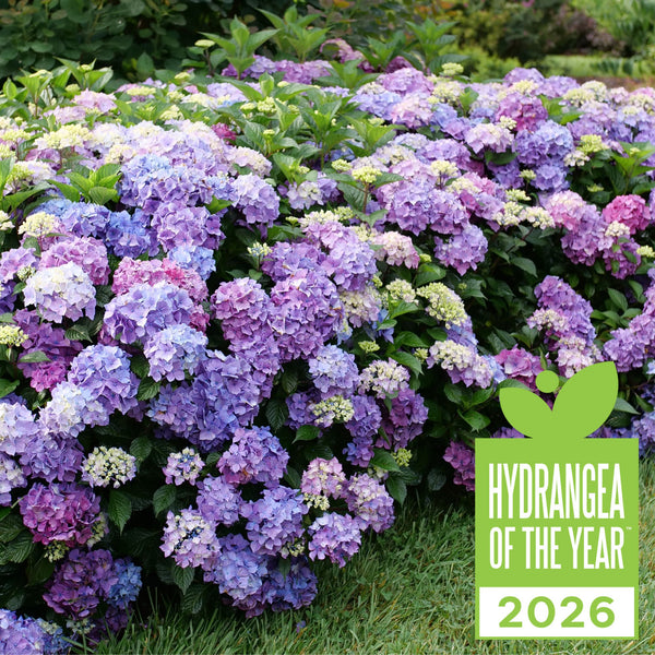 Bigleaf Hydrangea | Let's Dance Lovable® | Proven Winners® Shrubs