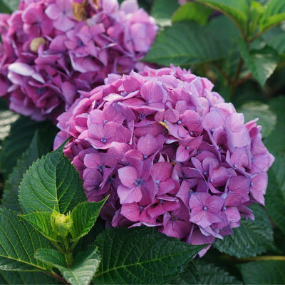 Let's Dance Lovable Bigleaf Hydrangea up close.