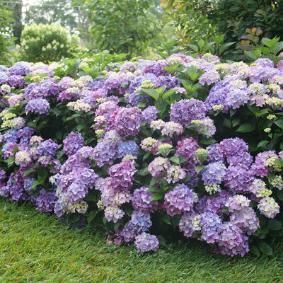 Let's Dance Lovable® Bigleaf Hydrangea (Hydrangea macrophylla)