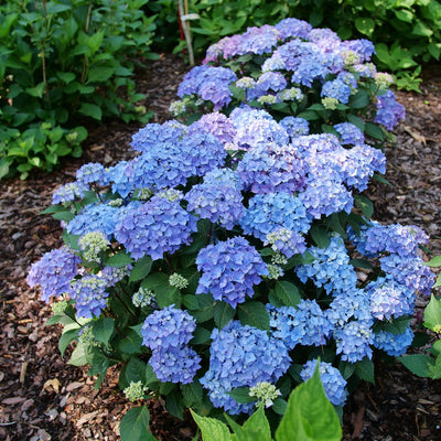 Let's Dance Lovable Bigleaf Hydrangea in use.