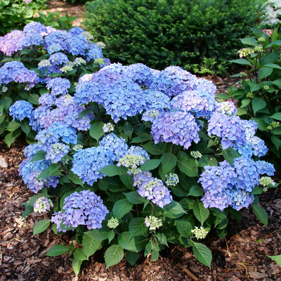 Let's Dance Lovable Let's Dance Lovable Bigleaf Hydrangea in use.