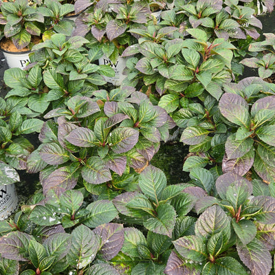 Let's Dance Lovable Let's Dance Lovable Bigleaf Hydrangea in use.