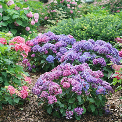 Let's Dance Lovable Bigleaf Hydrangea in use.