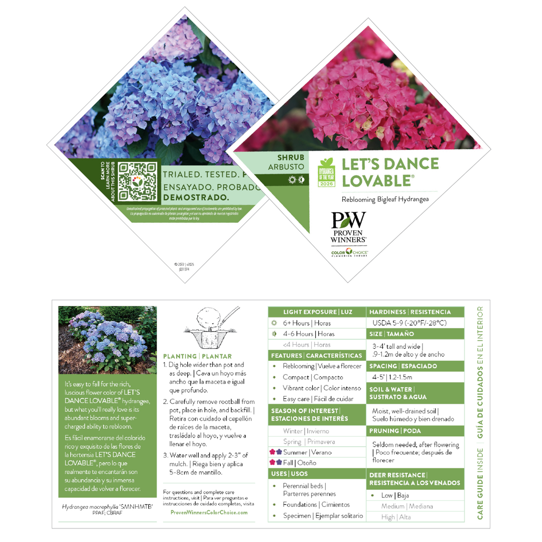 Bigleaf Hydrangea | Let's Dance Lovable® | Proven Winners® Shrubs Bigleaf Hydrangea | Let's Dance Lovable® | Proven Winners® Shrubs