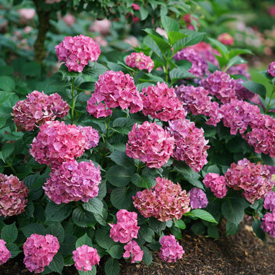 Let’s Dance Big Band® Reblooming Hydrangea (macrophylla)
