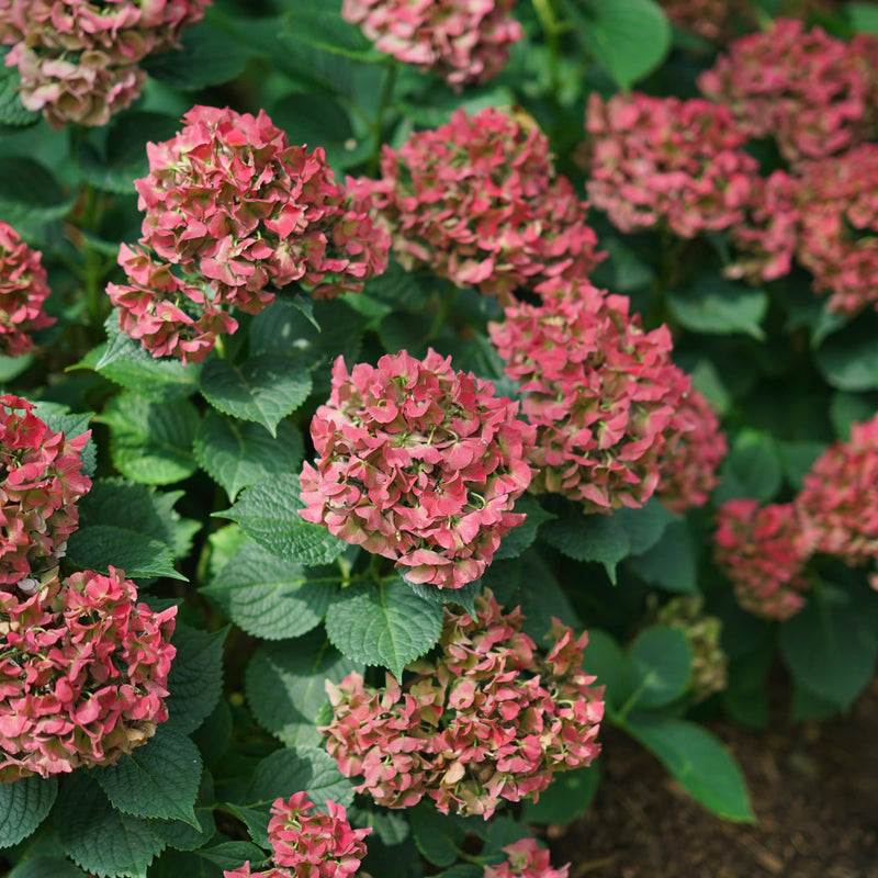 Let’s Dance Big Band® Reblooming Hydrangea (macrophylla)
