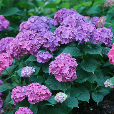 Let’s Dance Big Band® Reblooming Hydrangea (macrophylla)