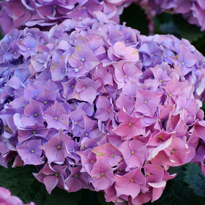Let’s Dance Big Band® Reblooming Hydrangea (macrophylla)