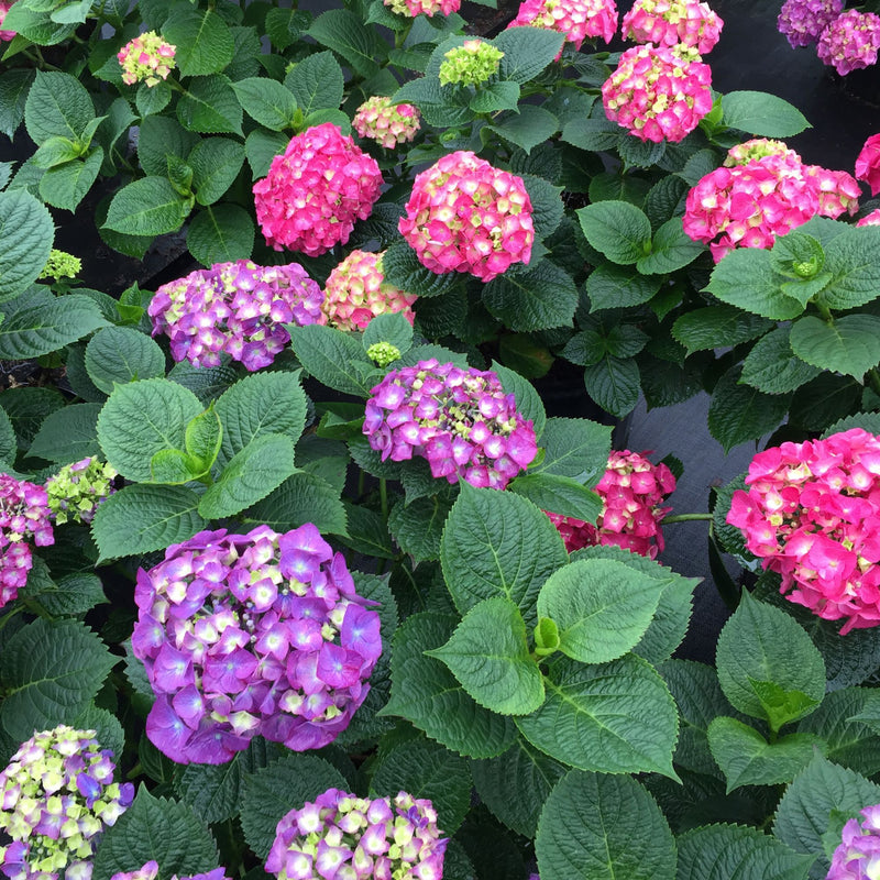 Let’s Dance Big Band® Reblooming Hydrangea (macrophylla)