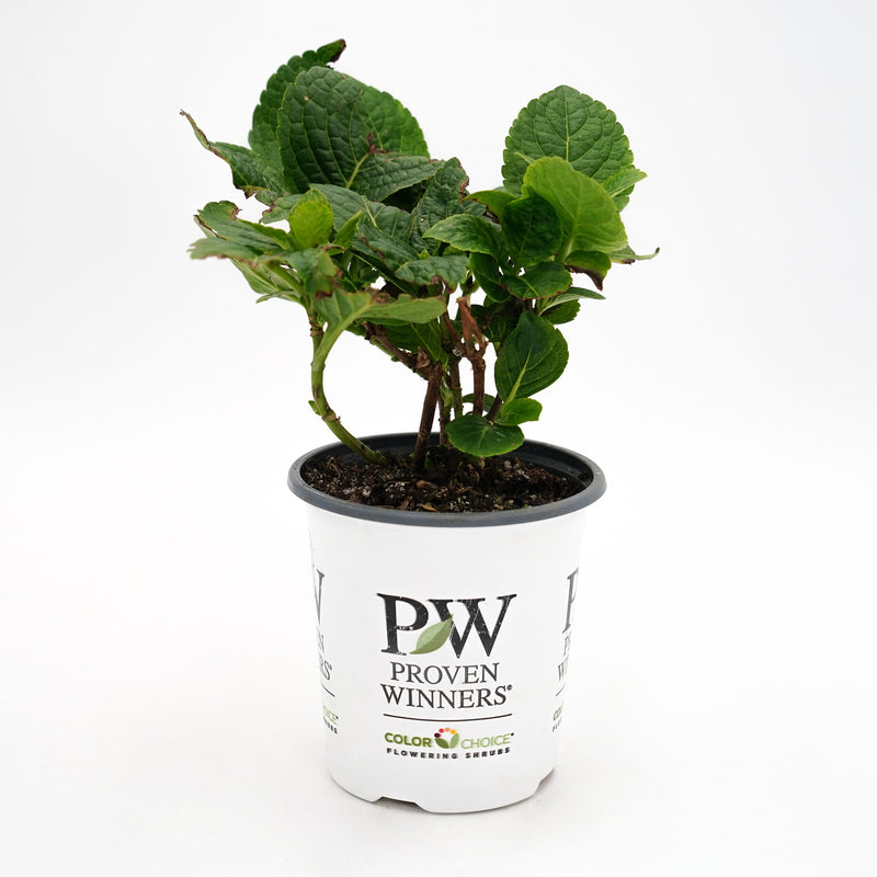 Let’s Dance Big Band® Reblooming Hydrangea (macrophylla)