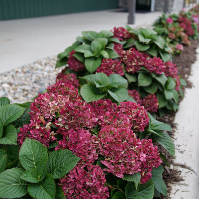 Let’s Dance Big Band® Reblooming Hydrangea (macrophylla)