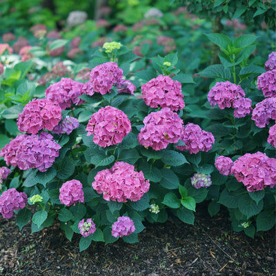 Let’s Dance Big Band® Reblooming Hydrangea (macrophylla)