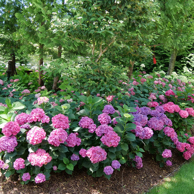 Let’s Dance Big Band® Reblooming Hydrangea (macrophylla)