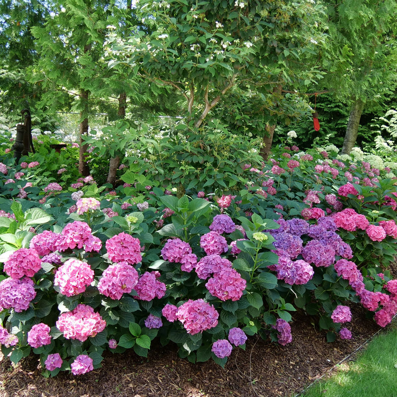 Let’s Dance Big Band® Reblooming Hydrangea (macrophylla)