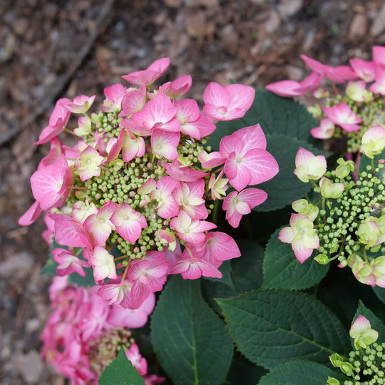Let's Dance® Hot Stepper™ Continuous Blooming Hydrangea (macrophylla × serrata) | Proven Winners® New Variety 2027