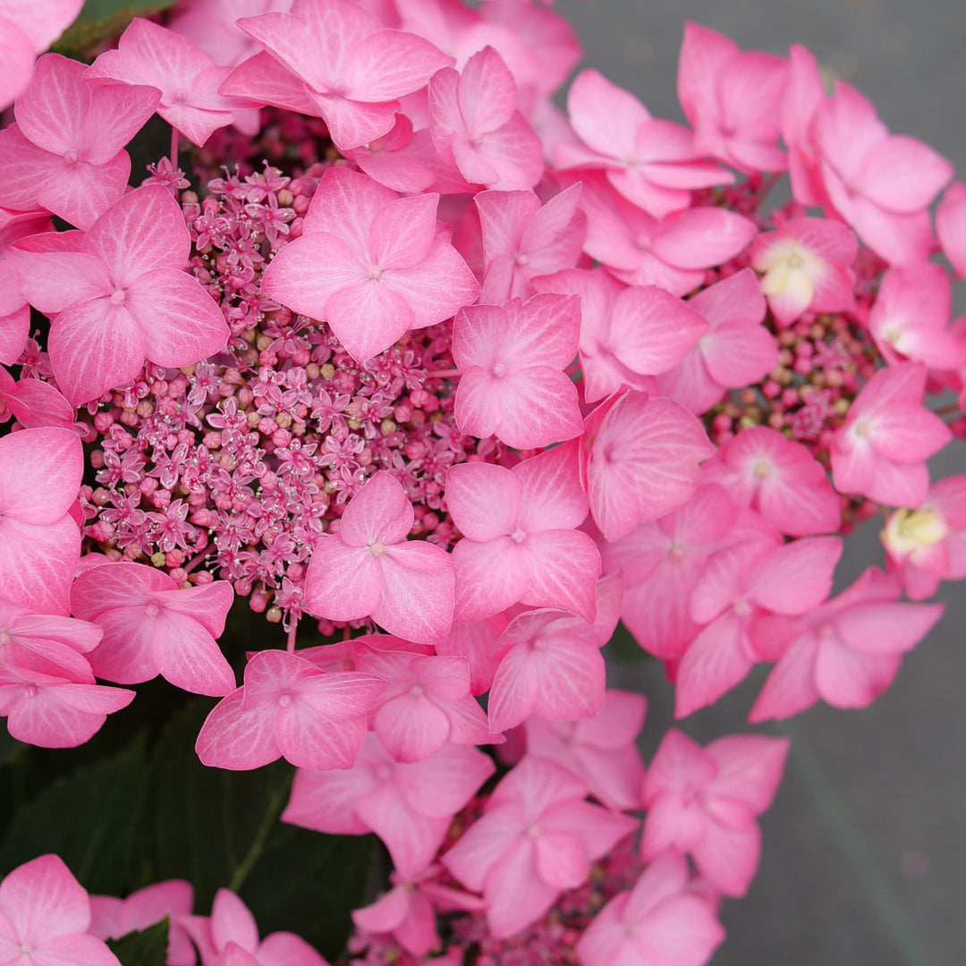 Continuous Blooming Hydrangea | Let's Dance® Hot Stepper™ | Proven