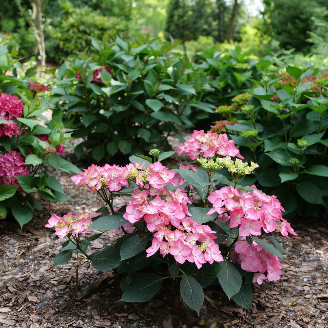 Continuous Blooming Hydrangea | Let's Dance® Hot Stepper™ | Proven