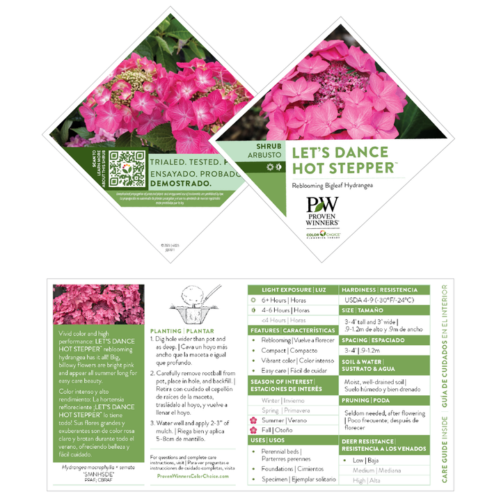 Continuous Blooming Hydrangea | Let's Dance® Hot Stepper™ | Proven