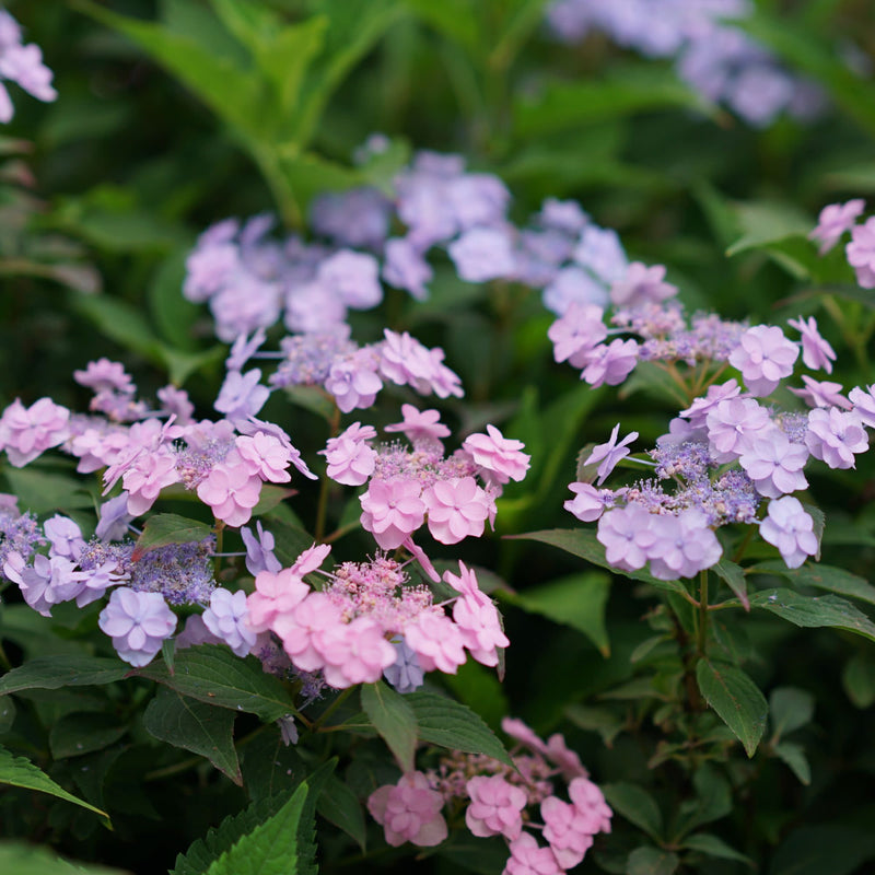 Tiny Tuff Stuff™ Mountain Hydrangea (serrata)