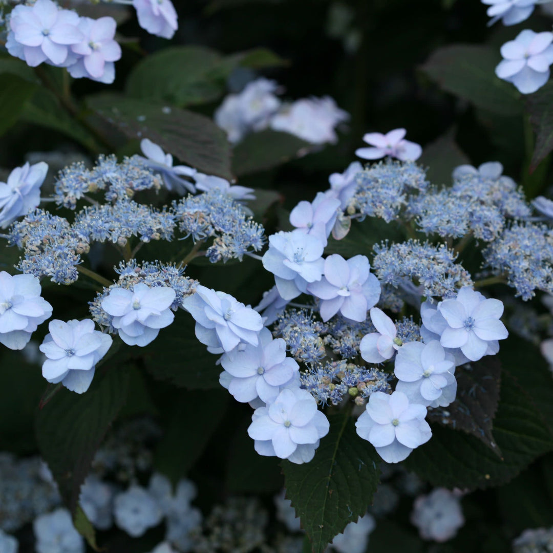 Tiny Tuff Stuff™ Mountain Hydrangea (serrata)