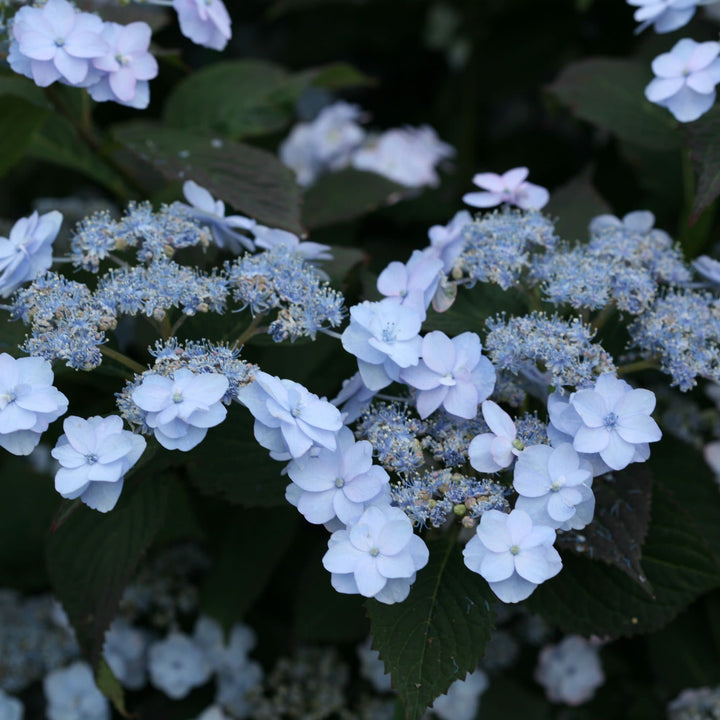 Tiny Tuff Stuff™ Mountain Hydrangea (serrata)