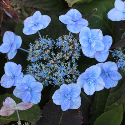 Tiny Tuff Stuff™ Mountain Hydrangea (serrata)