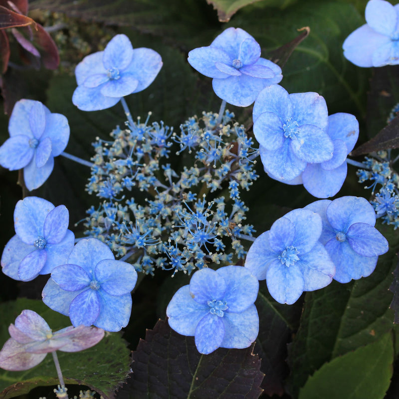 Tiny Tuff Stuff™ Mountain Hydrangea (serrata)