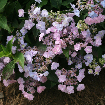 Tiny Tuff Stuff™ Mountain Hydrangea (serrata)