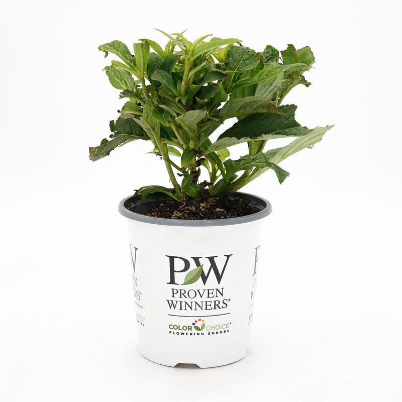 Tiny Tuff Stuff™ Mountain Hydrangea (serrata)