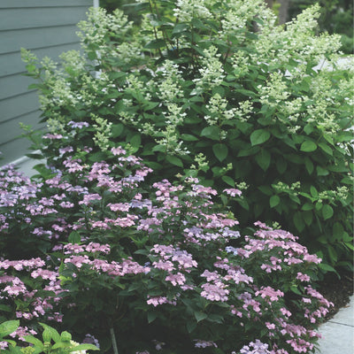 Tiny Tuff Stuff™ Mountain Hydrangea (serrata)