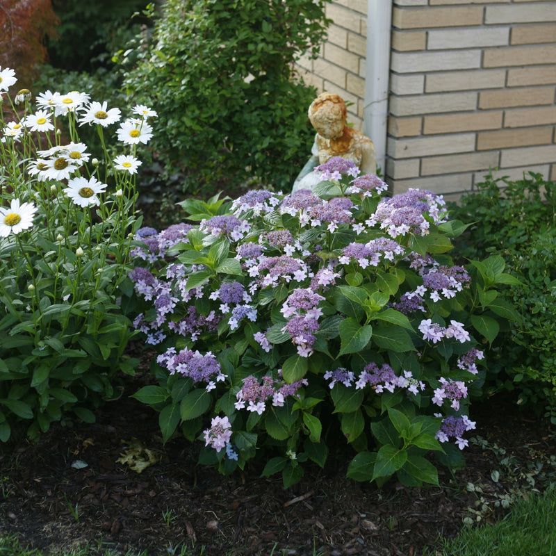Tiny Tuff Stuff™ Mountain Hydrangea (serrata)