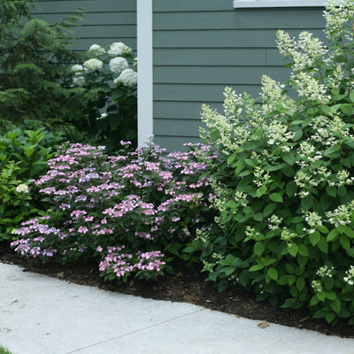 Tiny Tuff Stuff™ Mountain Hydrangea (serrata)
