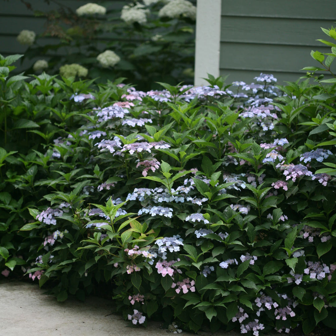 Mountain Hydrangea | Tiny Tuff Stuff™ | Proven Winners® Shrubs