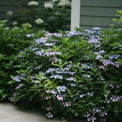 Tiny Tuff Stuff™ Mountain Hydrangea (serrata)