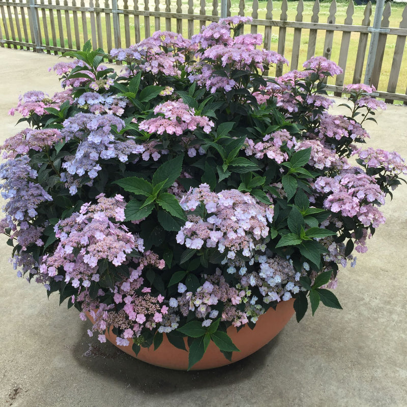 Tiny Tuff Stuff™ Mountain Hydrangea (serrata)