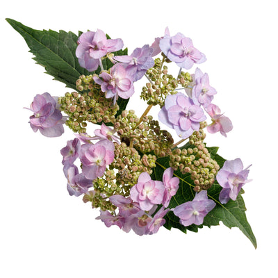 Tiny Tuff Stuff™ Mountain Hydrangea (serrata)