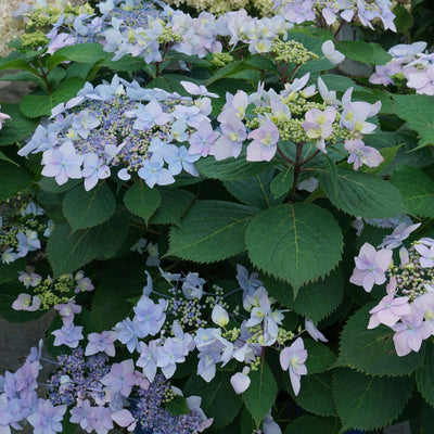 Tuff Stuff Ah-Ha® Mountain Hydrangea (serrata)