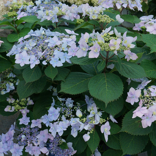 Tuff Stuff Ah-Ha® Mountain Hydrangea (serrata)