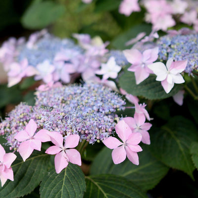 Tuff Stuff Ah-Ha® Mountain Hydrangea (serrata)
