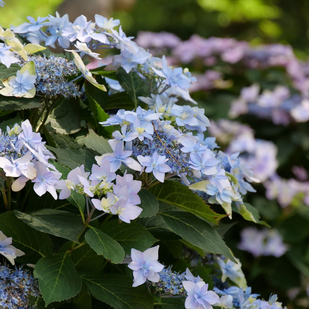 Reblooming Mountain Hydrangea | Tuff Stuff Ah-Ha® | Proven Winners