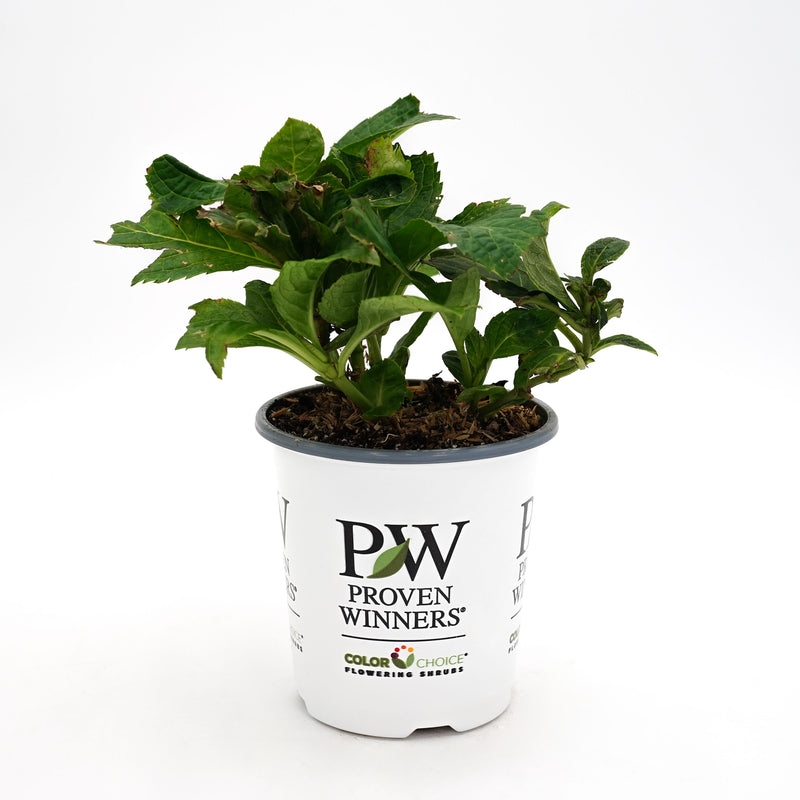 Tuff Stuff Ah-Ha® Mountain Hydrangea (serrata)