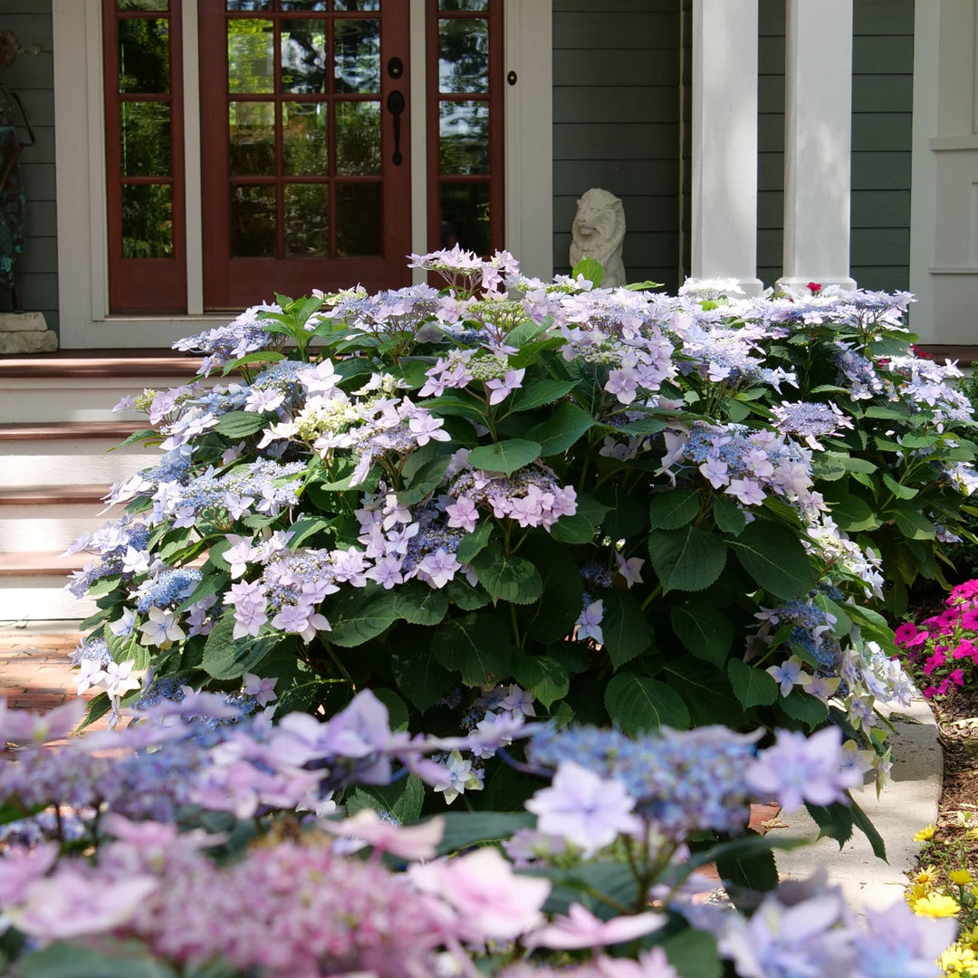 ♡hydrangea メモ♡ Reblooming Mountain Hydrangea | Tuff Stuff Ah-Ha® | Proven Winners