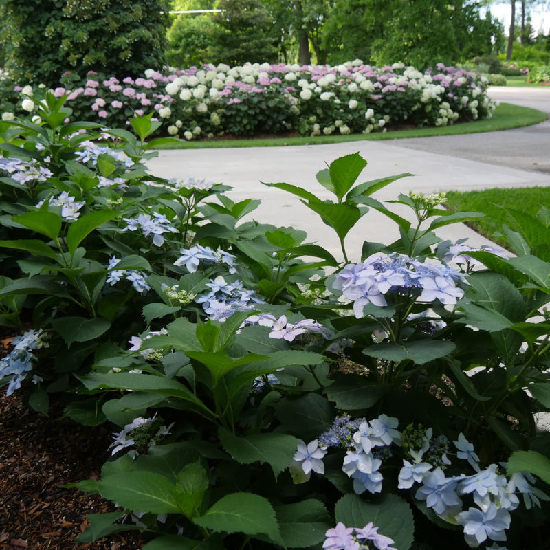 Tuff Stuff Ah-Ha® Mountain Hydrangea (serrata)