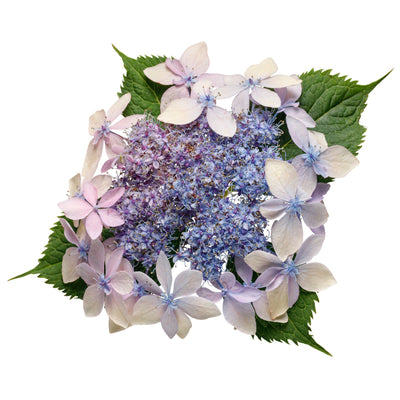 Tuff Stuff Ah-Ha® Mountain Hydrangea (serrata)