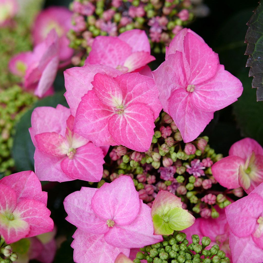 Reblooming Mountain Hydrangea | Tuff Stuff Top Fun® | Proven