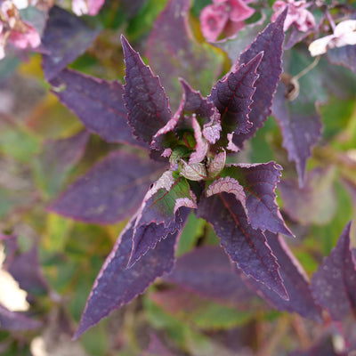 Tuff Stuff Top Fun Reblooming Mountain Hydrangea up close.